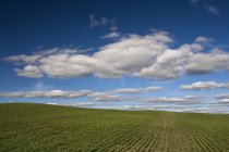 Field, Kelliher, Saskatchewan, Canada — Stock Photo
