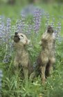 Wolf Puppies Howling In Meadow — Stock Photo