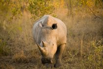 Rinoceronte branco caminhando — Fotografia de Stock