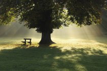 Árbol solitario en niebla y luz del sol - foto de stock