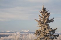 Мороз на деревьях в поле — стоковое фото
