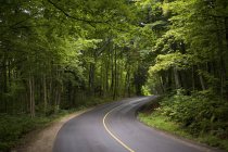 Asphalt Road with trees and plants — Stock Photo