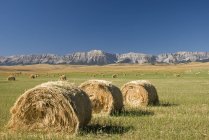 Hay Bales on green grass — Stock Photo
