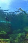 Tourist Swimming Underwater — Stock Photo