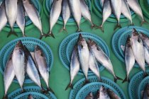 Colocação de peixes em conjuntos — Fotografia de Stock