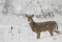 White-Tailed Deer — Stock Photo