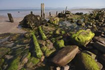 Морские водоросли и скалы на пляже — стоковое фото