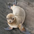 Fur Seal no chão ao ar livre — Fotografia de Stock