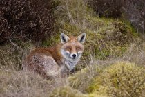 Red Fox acostado sobre plantas - foto de stock