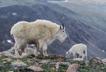 Cabras de montanha ovelha e criança — Fotografia de Stock