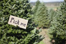 Árvore de Natal na fazenda — Fotografia de Stock
