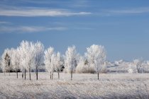 Ледяные деревья — стоковое фото