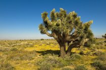 Joshua Tree In Mojave Desert — Stock Photo