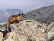Lontra seduta sulla roccia — Foto stock