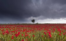 Campo de amapolas rojas bajo cielo tormentoso - foto de stock