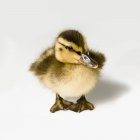 Little Duckling standing — Stock Photo