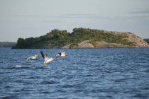 Pélicans capture de poissons — Photo de stock