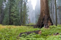 Sequoia alberi nel Parco Nazionale — Foto stock