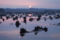Gearagh вблизи Мэкрум на закате — стоковое фото