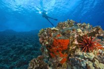 Кратер Молокини, Южный Мауи, Гавайи, США; аквалангист — стоковое фото