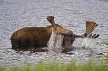 Bull Moose levantando a cabeça — Fotografia de Stock