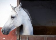Cavallo su stalla contro porta di legno — Foto stock