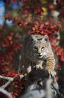 Bobcat caminha ao longo do ramo através de folhas vermelhas — Fotografia de Stock