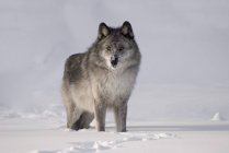 Lobo en nieve al aire libre - foto de stock