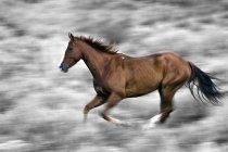 Cavallo in corsa con sfondo grigio — Foto stock