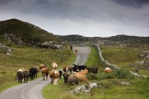 Bovinos na estrada rural — Fotografia de Stock