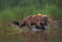Orso grizzly con cuccioli — Foto stock