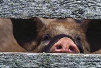 Muso di maiale attraverso recinzione — Foto stock