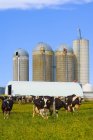 Holstein-friesische Rinder — Stockfoto