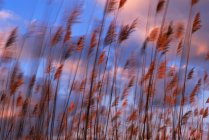 Травы, дующие на ветру — стоковое фото