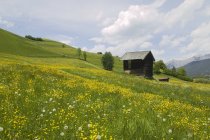Cabane sur le champ d'herbe verte — Photo de stock