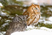 Two Screech Owls — Stock Photo