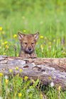 Wolfsjunges blickt über Baumstamm — Stockfoto