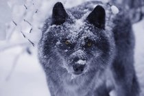 Loup solitaire dans la neige — Photo de stock