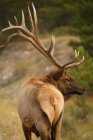 Elk standing on green grass — Stock Photo