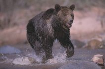 Grizzly Bear Running — Stock Photo
