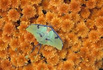 Papillon assis sur les fleurs — Photo de stock