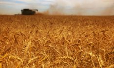 Время сбора урожая с пшеницей — стоковое фото