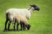 Ovelha e seu cordeiro — Fotografia de Stock
