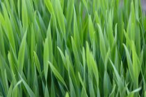 Hojas de hierba al aire libre - foto de stock