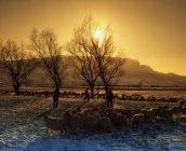Ovejas pastando en campo nevado - foto de stock
