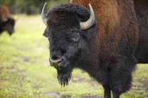 Bison on green grass — Stock Photo