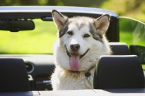 Husky perro mirando desde el coche - foto de stock