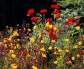 Amapolas y onagra - foto de stock