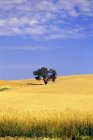 Chêne dans le champ de blé — Photo de stock