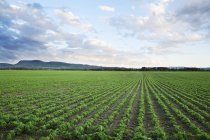 Field Of Soy Beans — Stock Photo